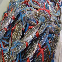 延边海鲜活体空运